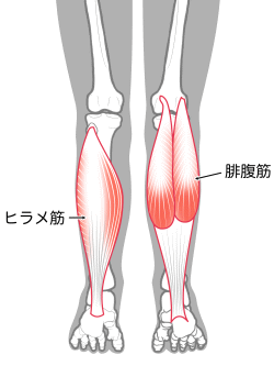 腓腹筋　ヒラメ筋